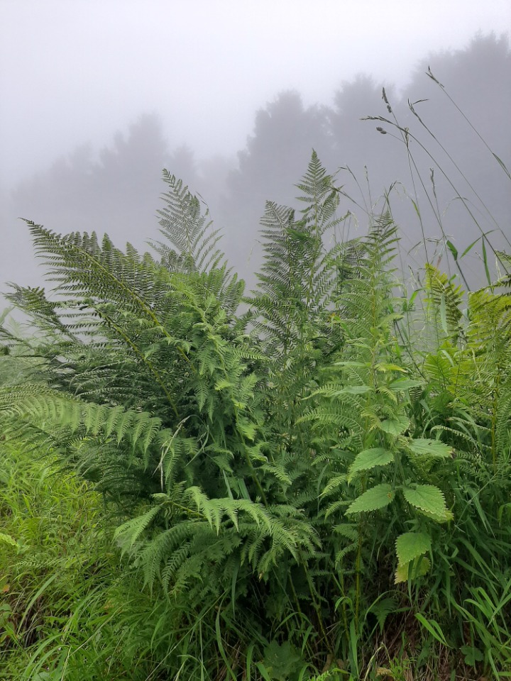 Dryopteris filix-mas