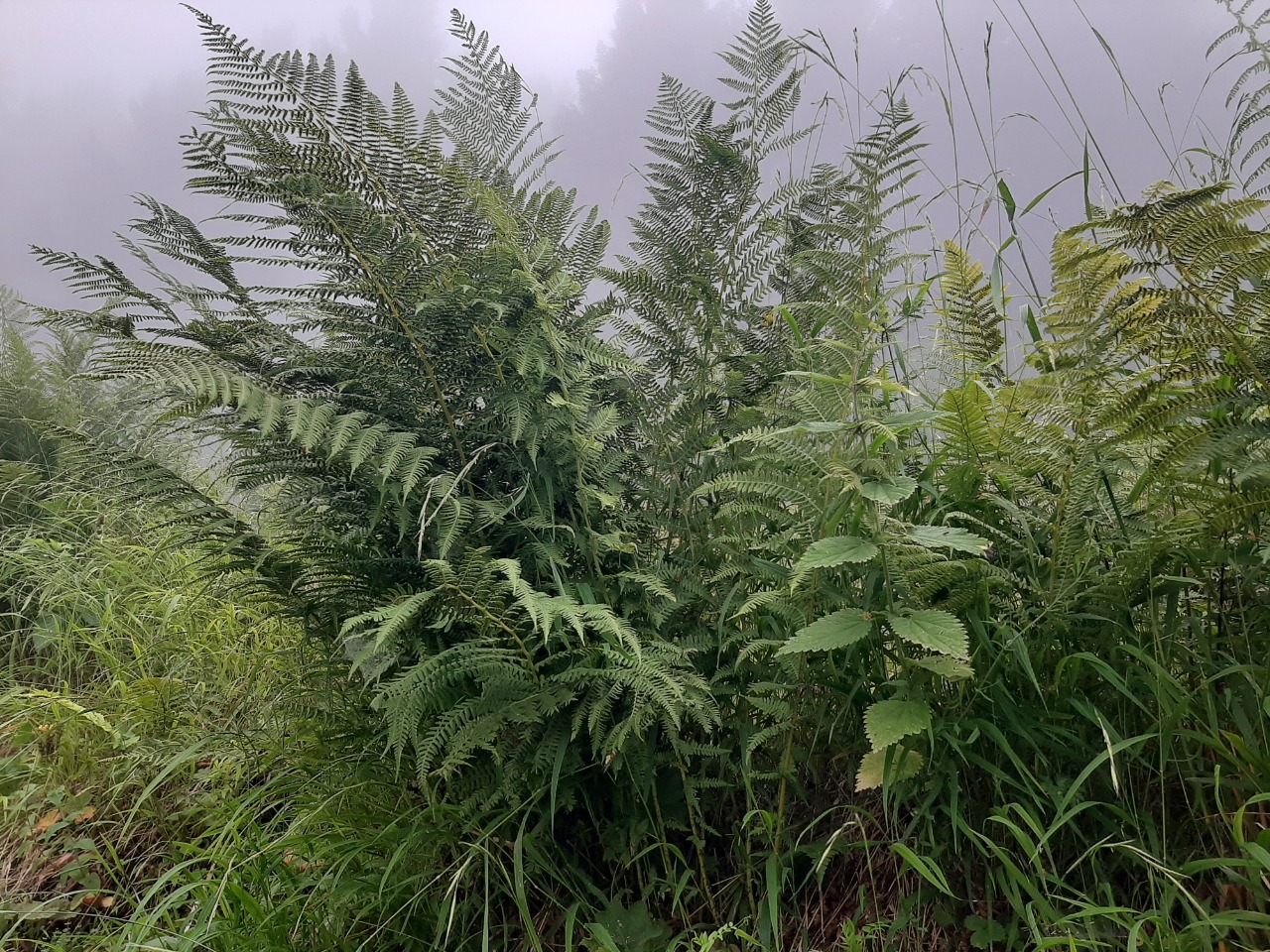 Dryopteris filix-mas