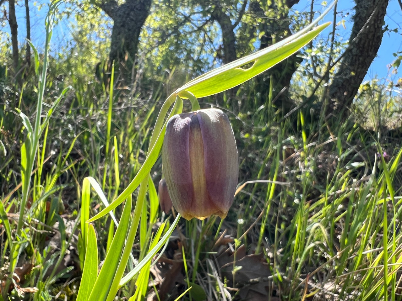 Fritillaria pontica