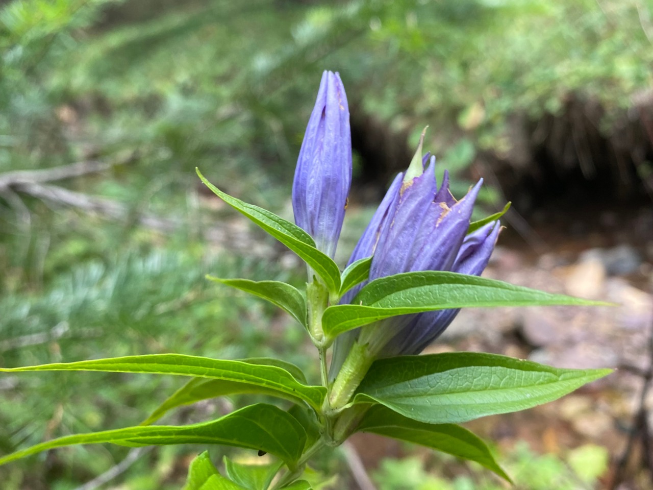 Gentiana asclepiadea