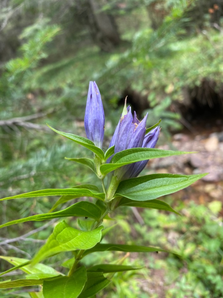 Gentiana asclepiadea