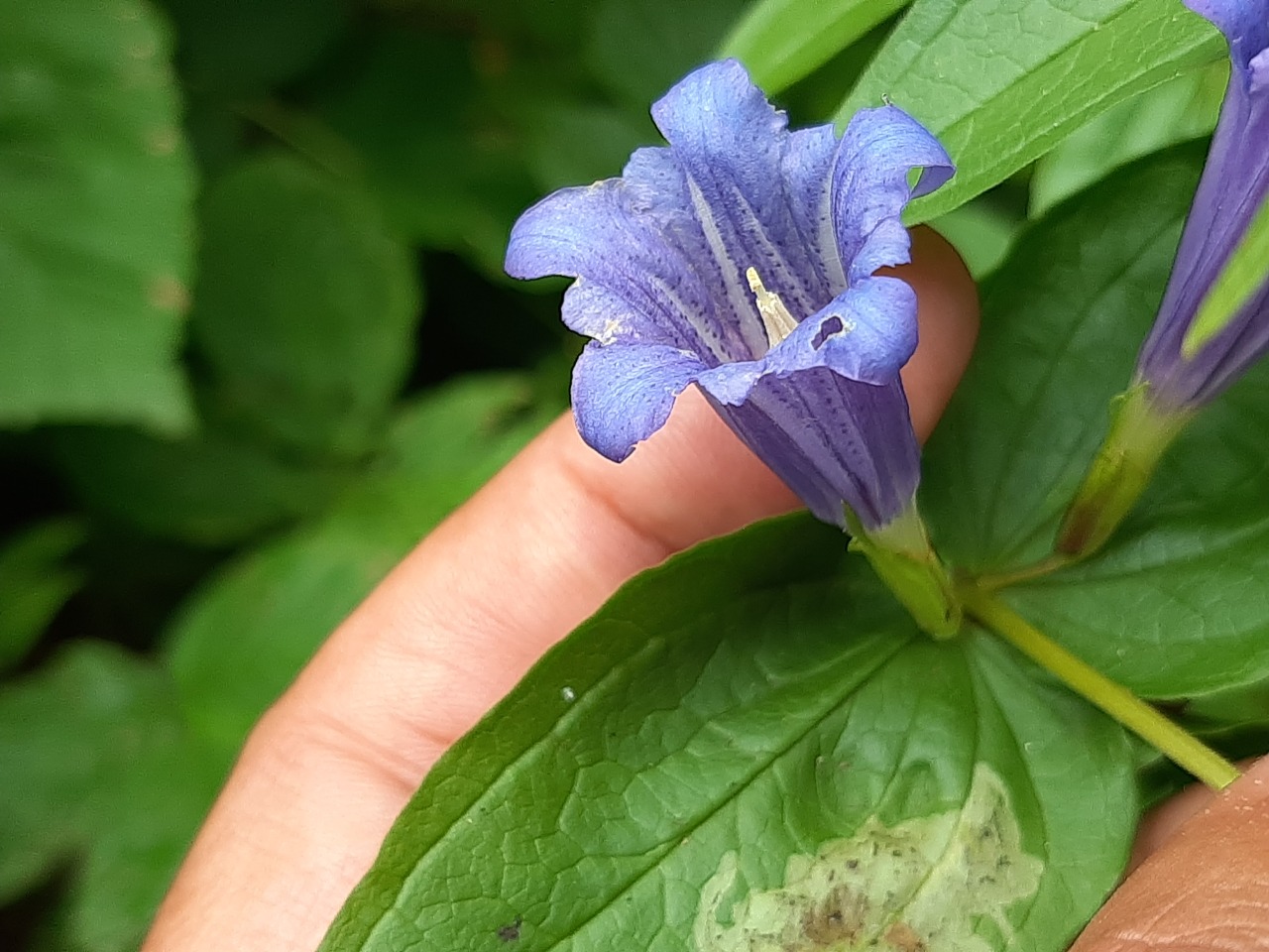 Gentiana asclepiadea