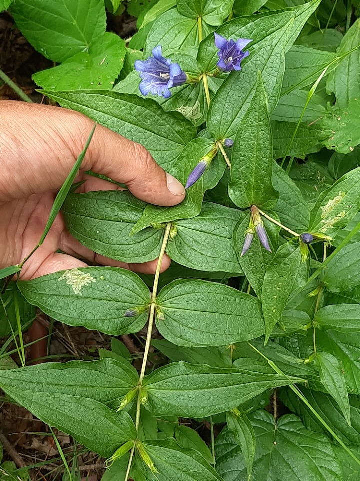 Gentiana asclepiadea