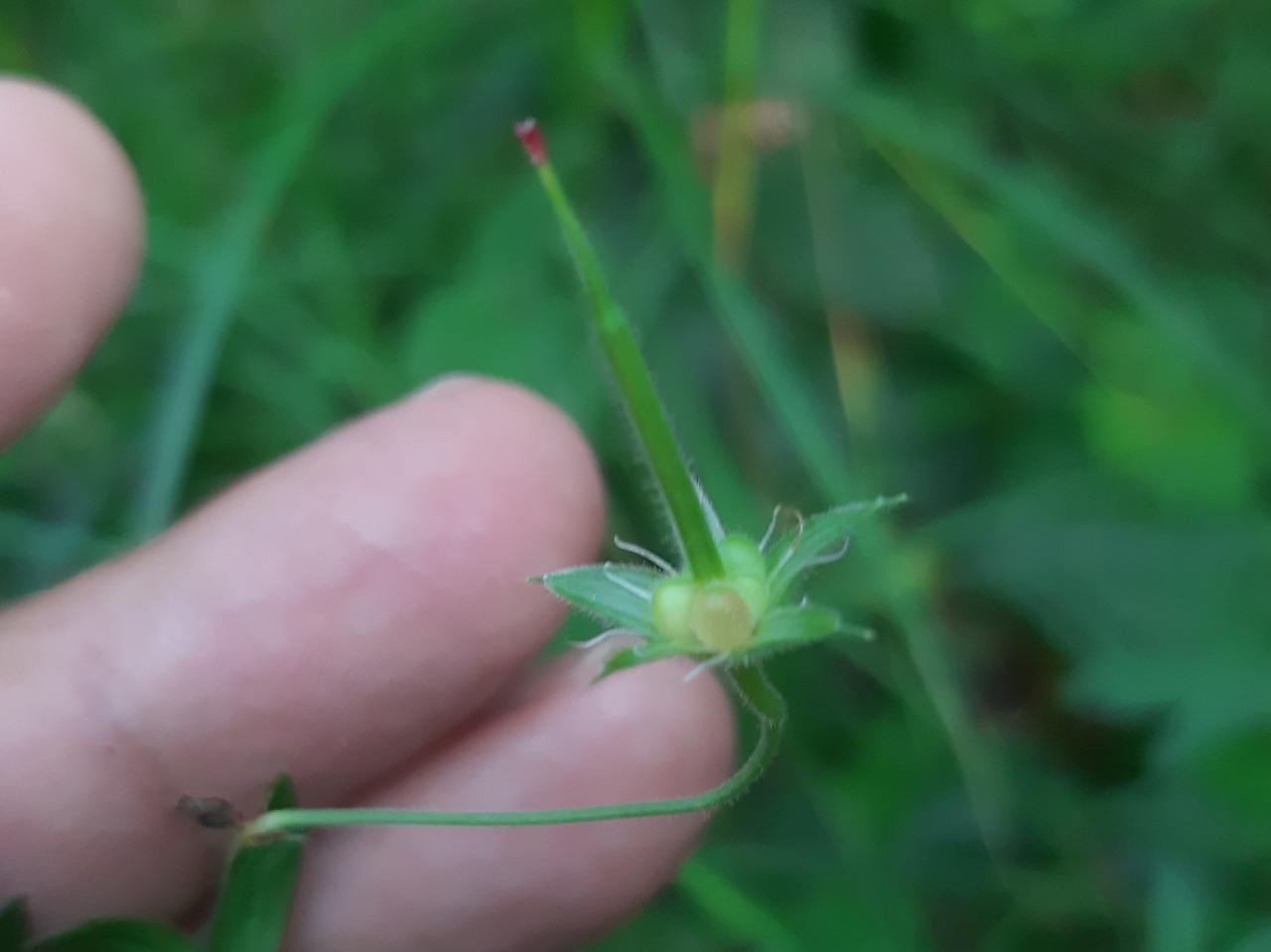 Geranium asphodeloides