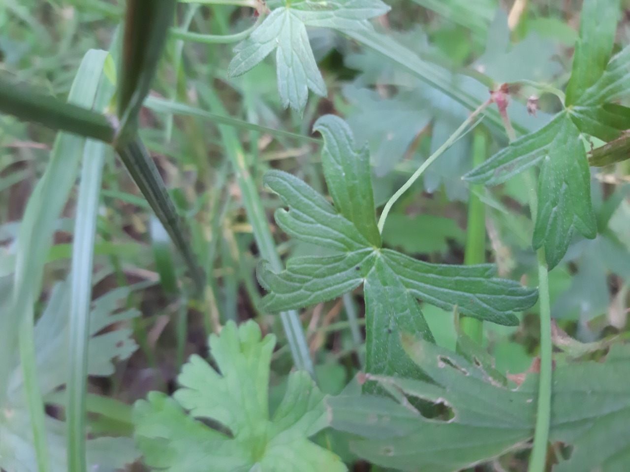 Geranium asphodeloides