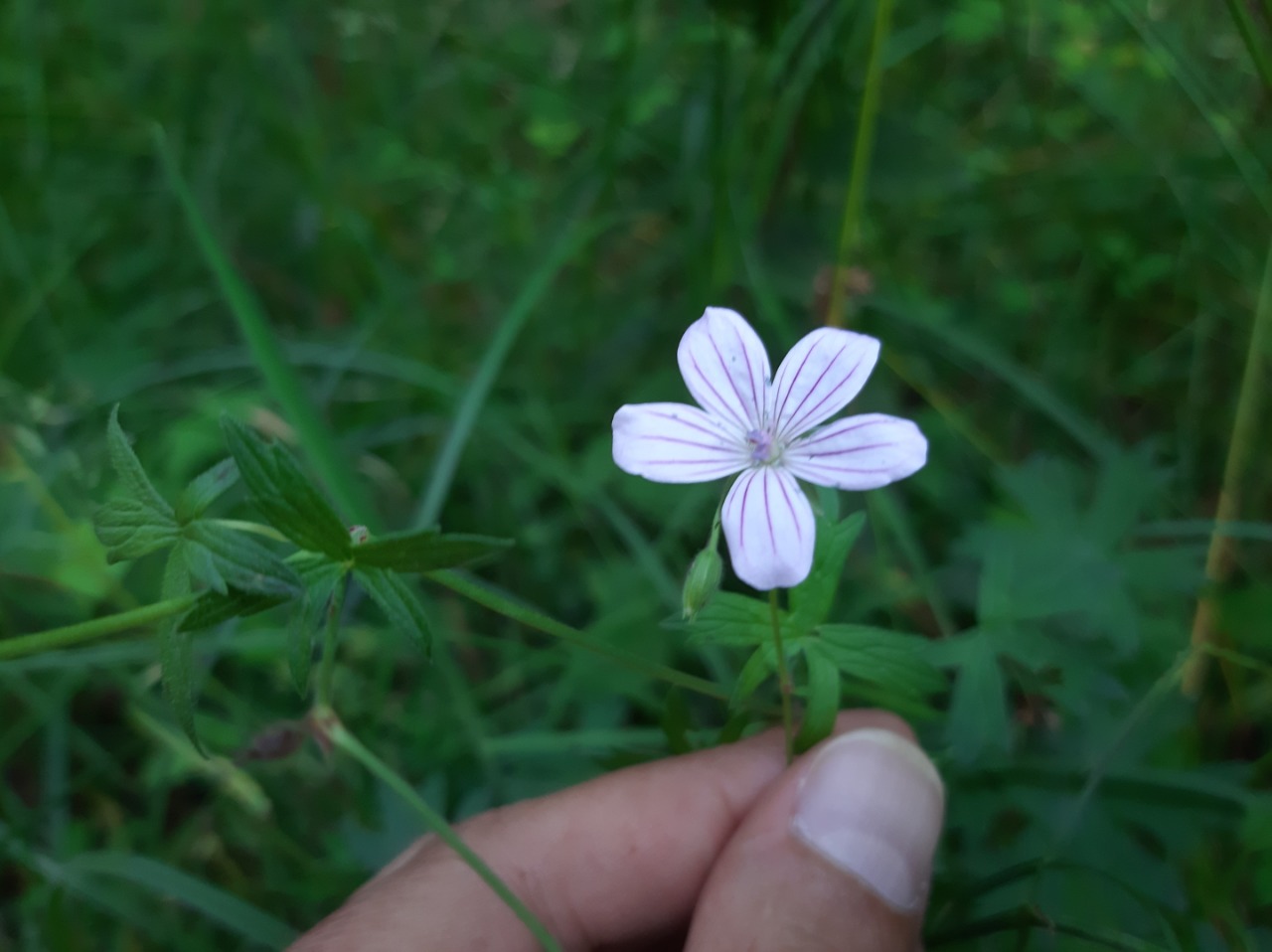 Geranium asphodeloides