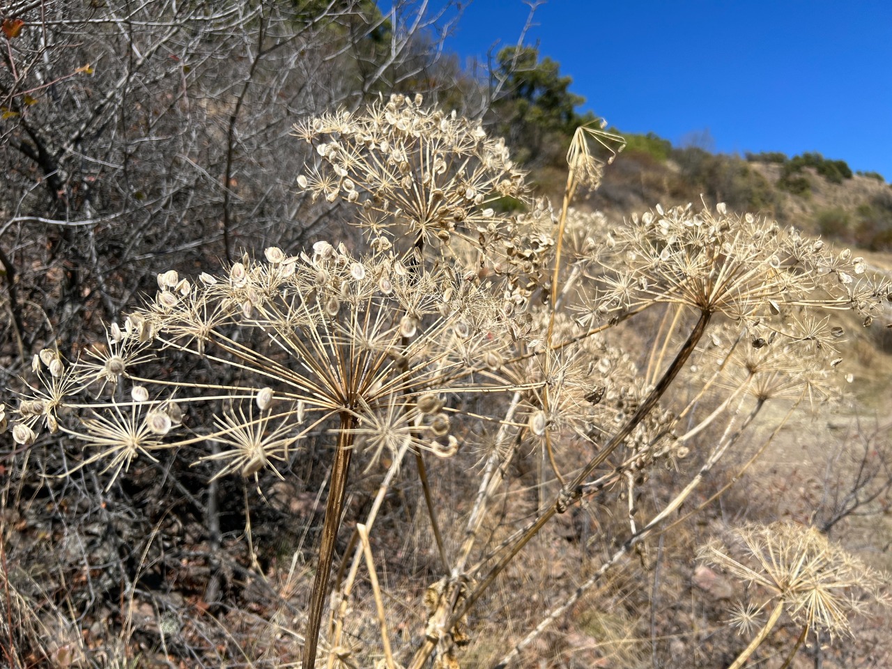 Heracleum platytaenium