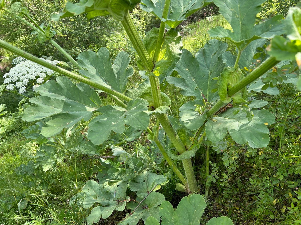 Heracleum platytaenium