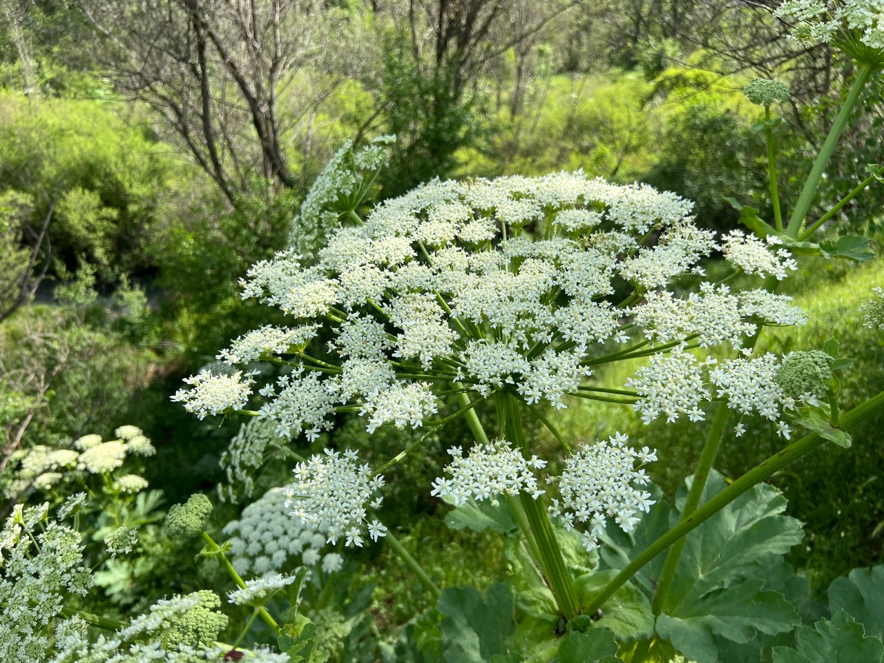 Heracleum platytaenium