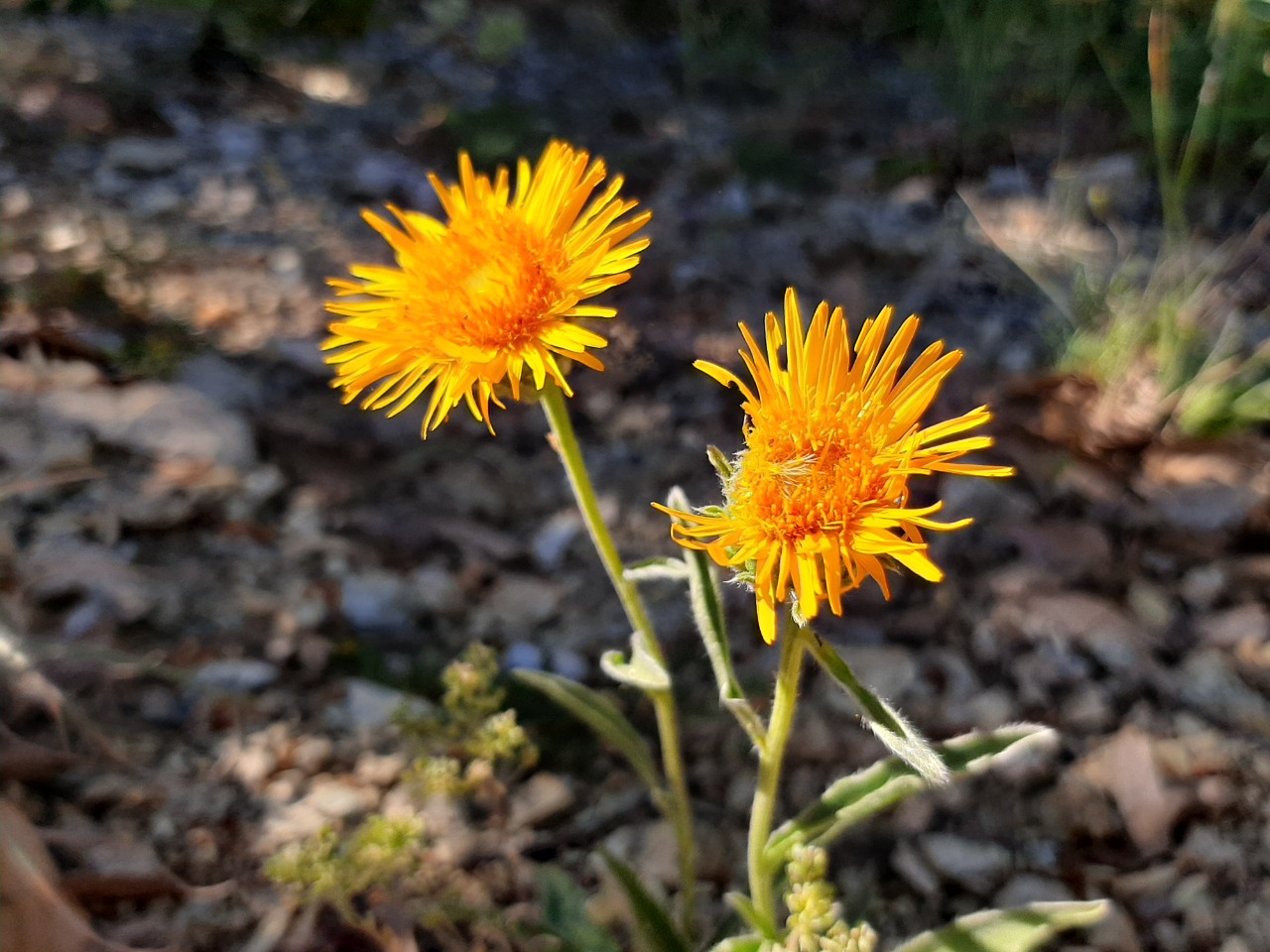 Inula salicina