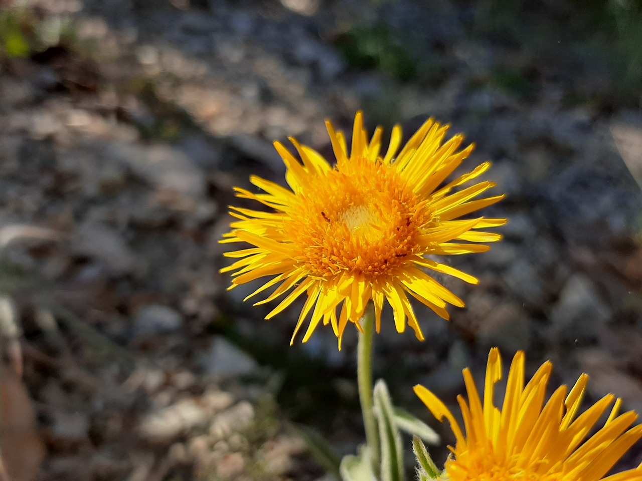 Inula salicina