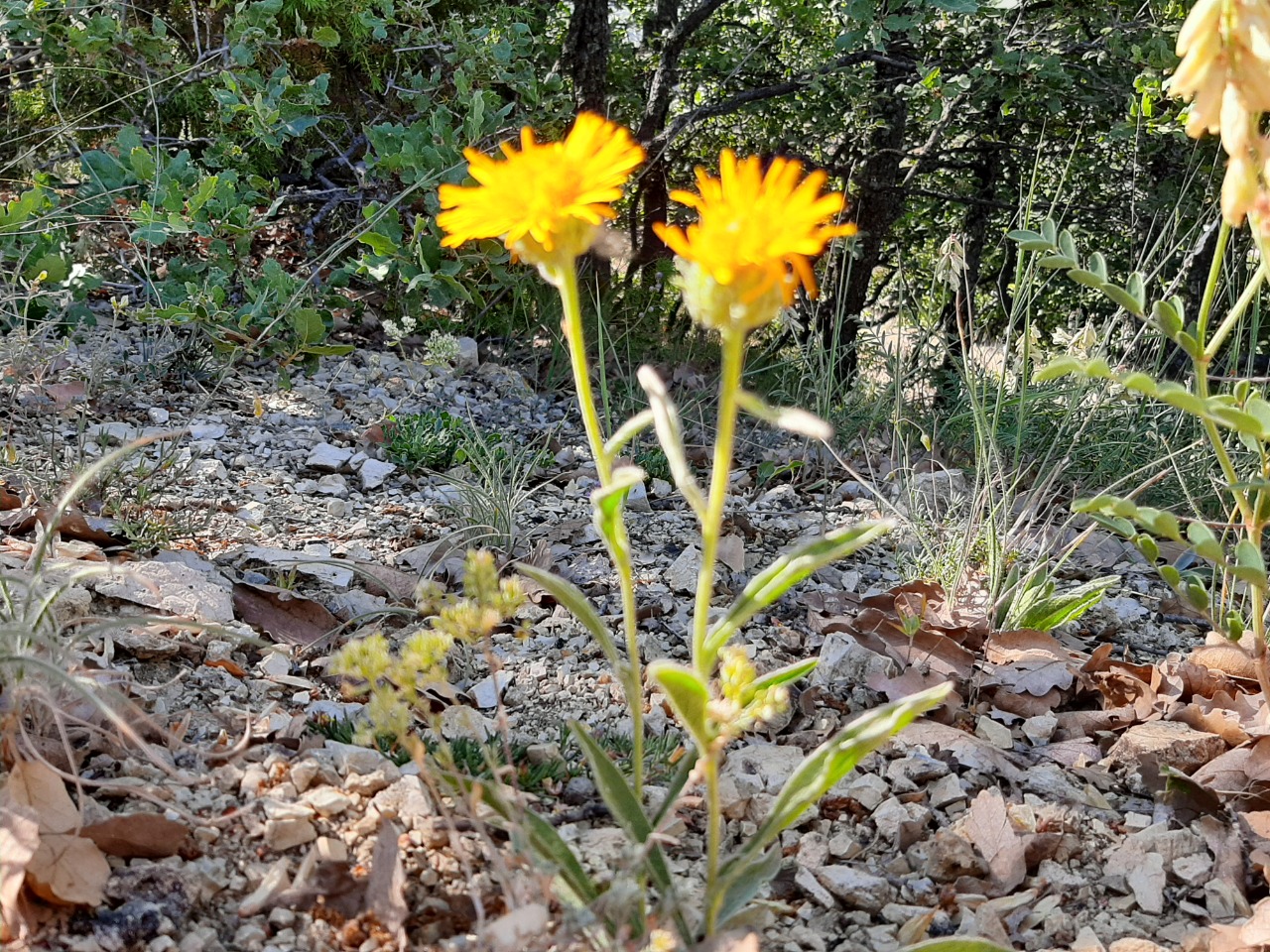 Inula salicina