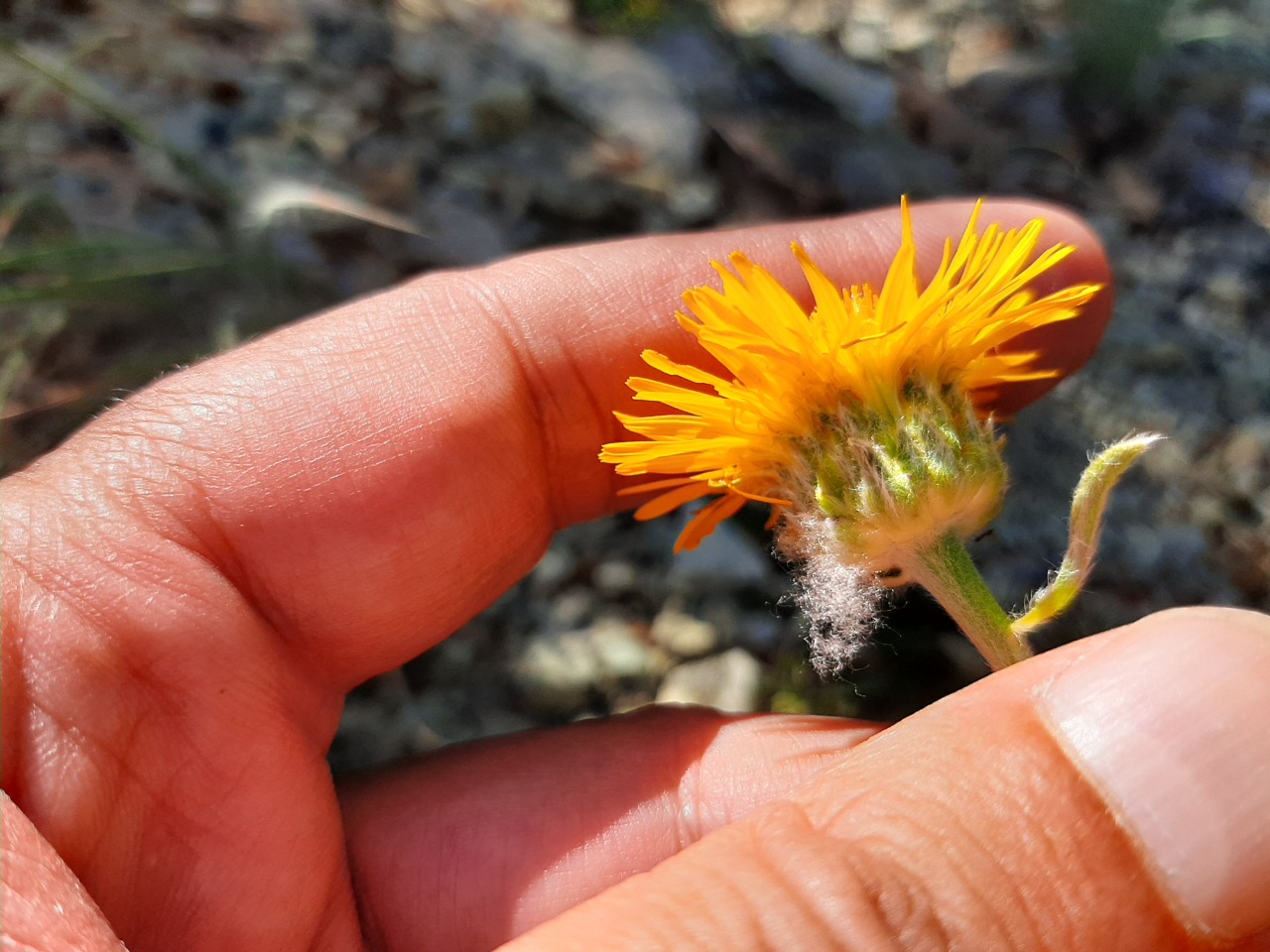 Inula salicina