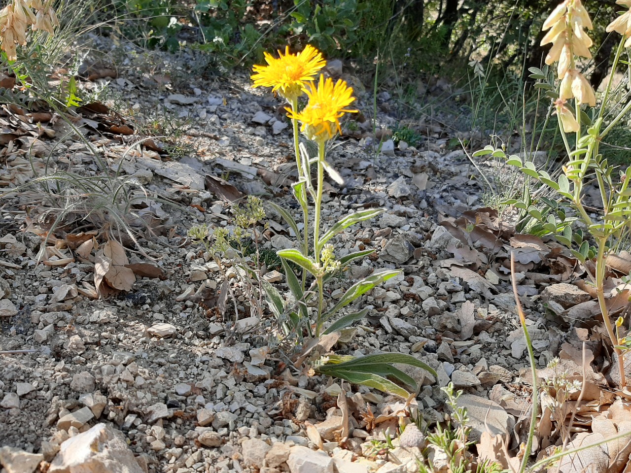 Inula salicina