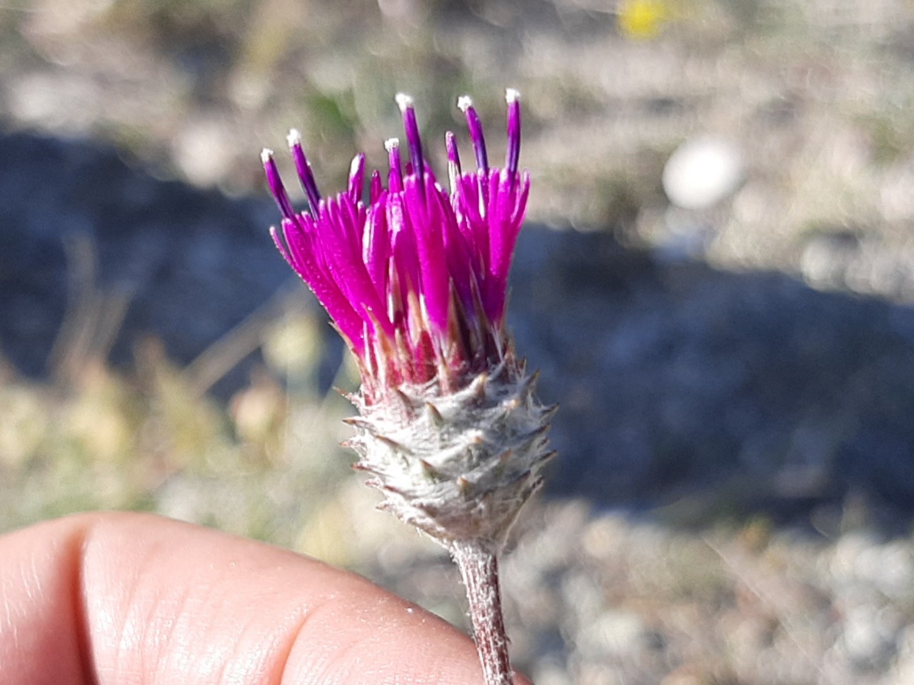 Jurinea consanguinea