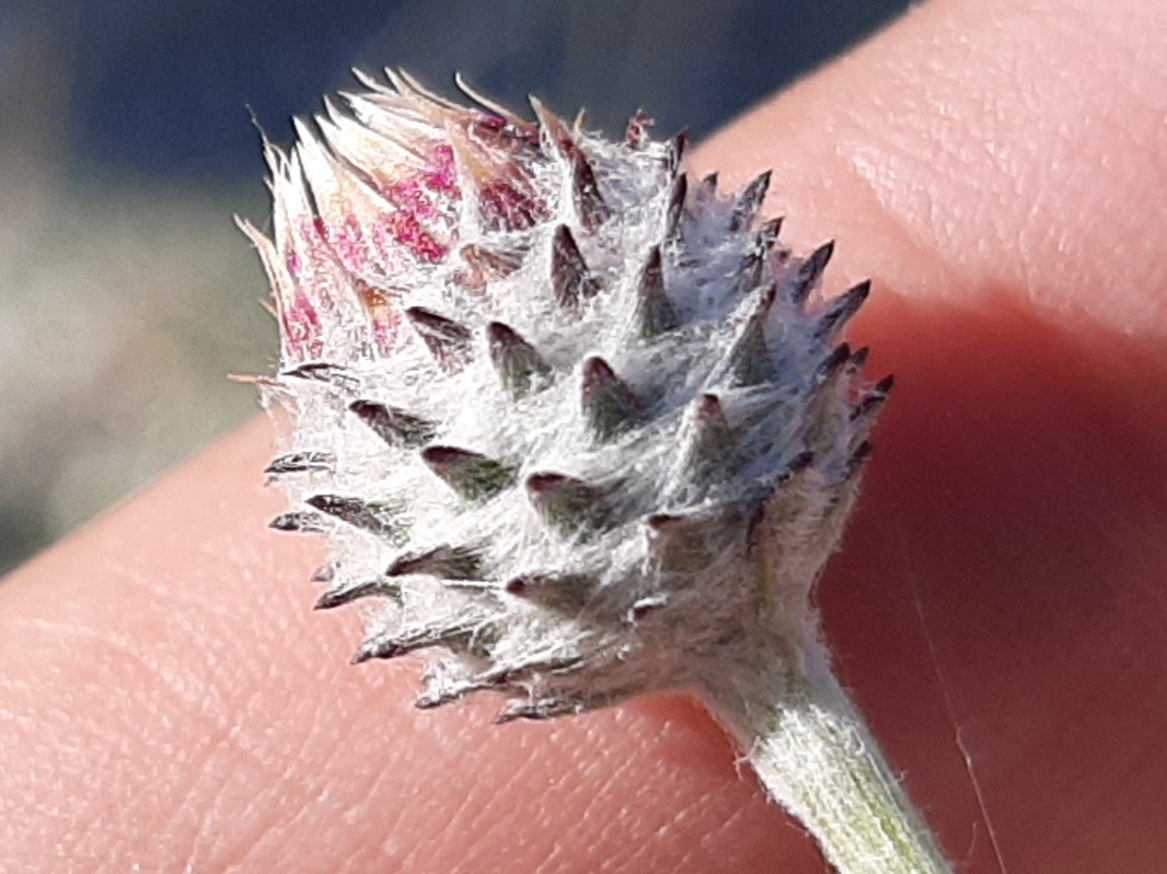 Jurinea consanguinea