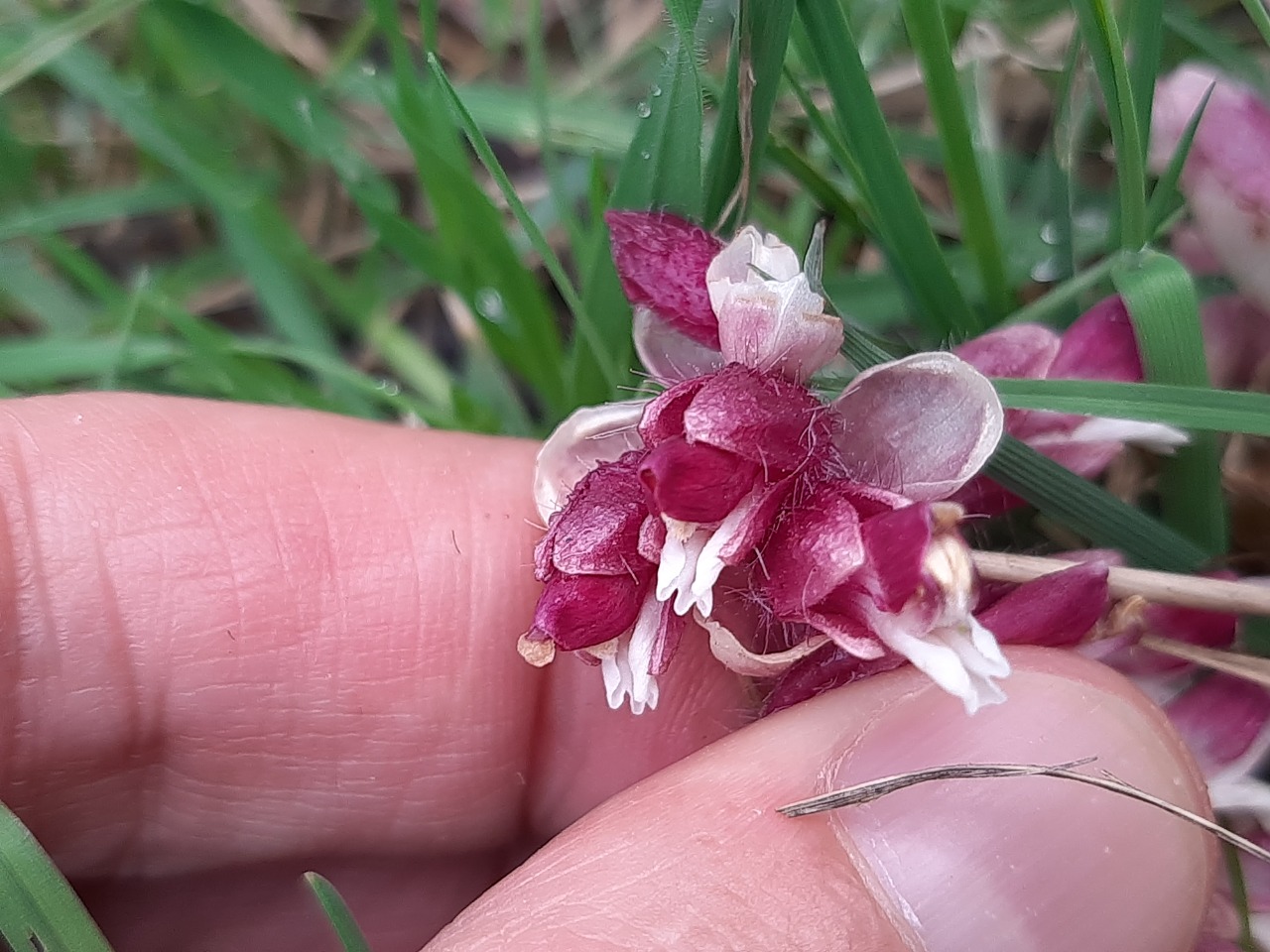 Lathraea squamaria