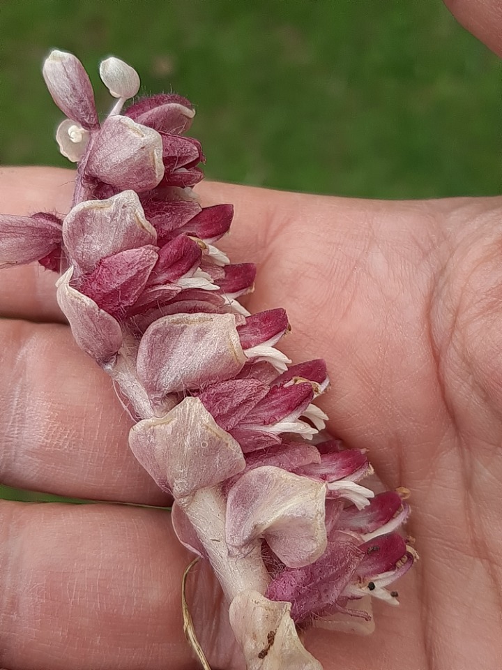 Lathraea squamaria