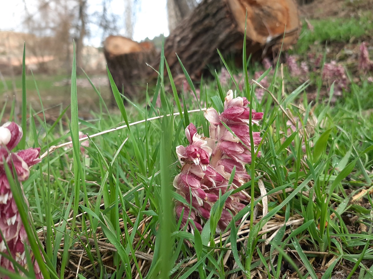 Lathraea squamaria