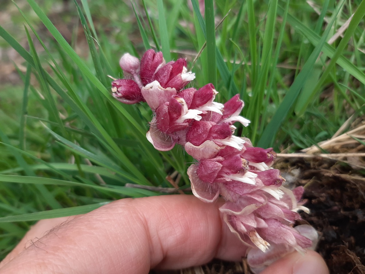 Lathraea squamaria