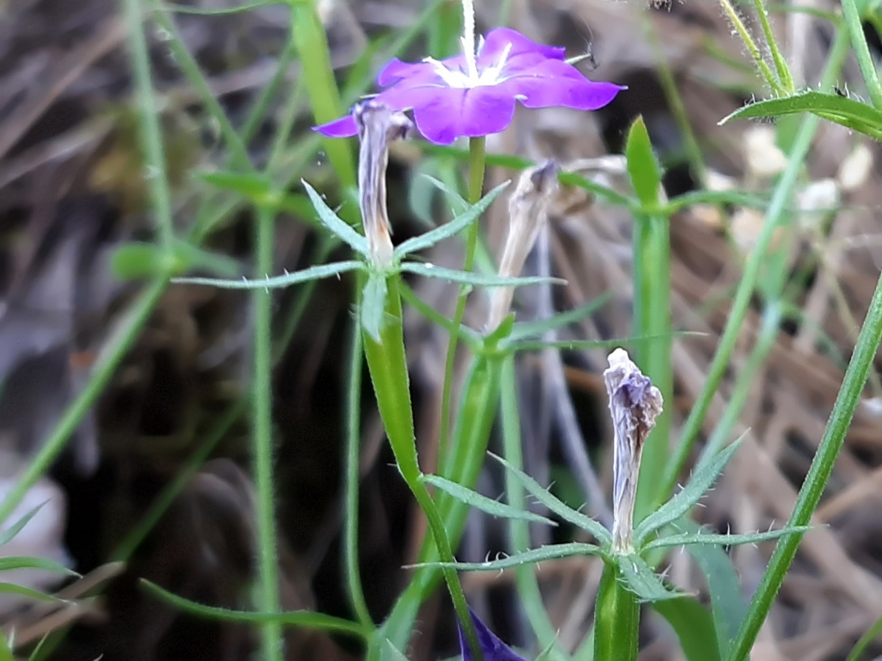 Legousia speculum-veneris