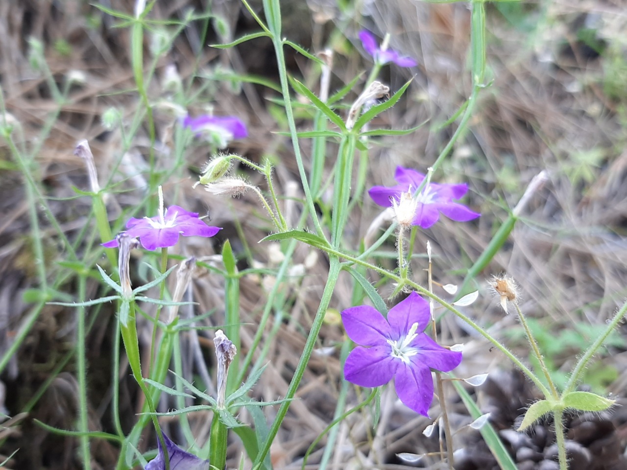 Legousia speculum-veneris