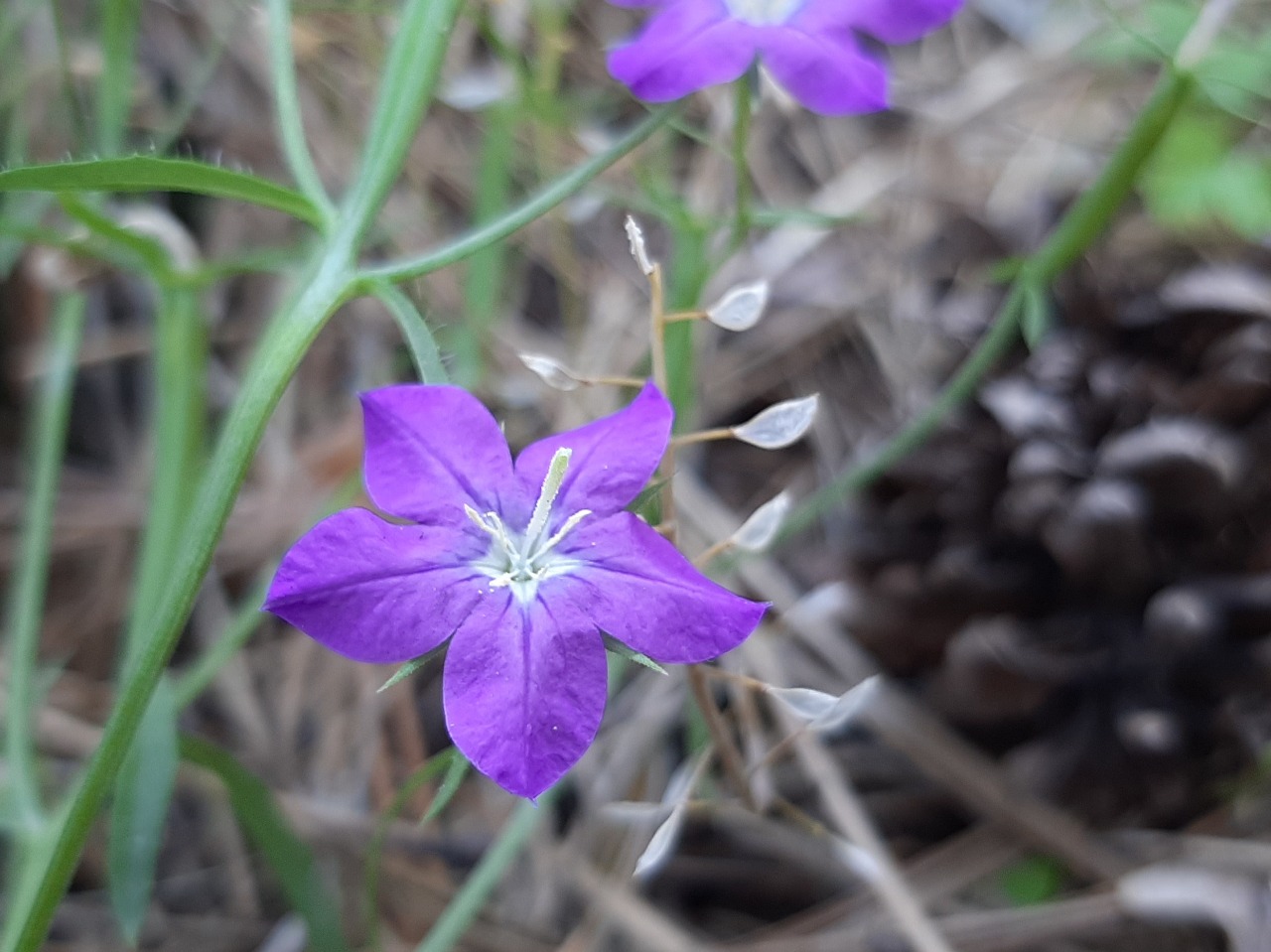 Legousia speculum-veneris