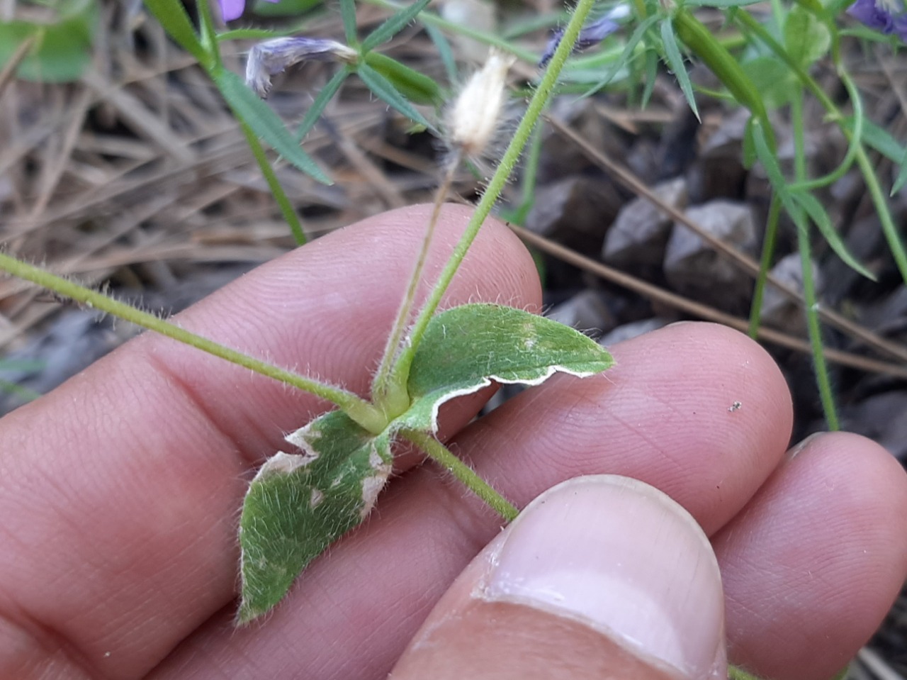 Legousia speculum-veneris