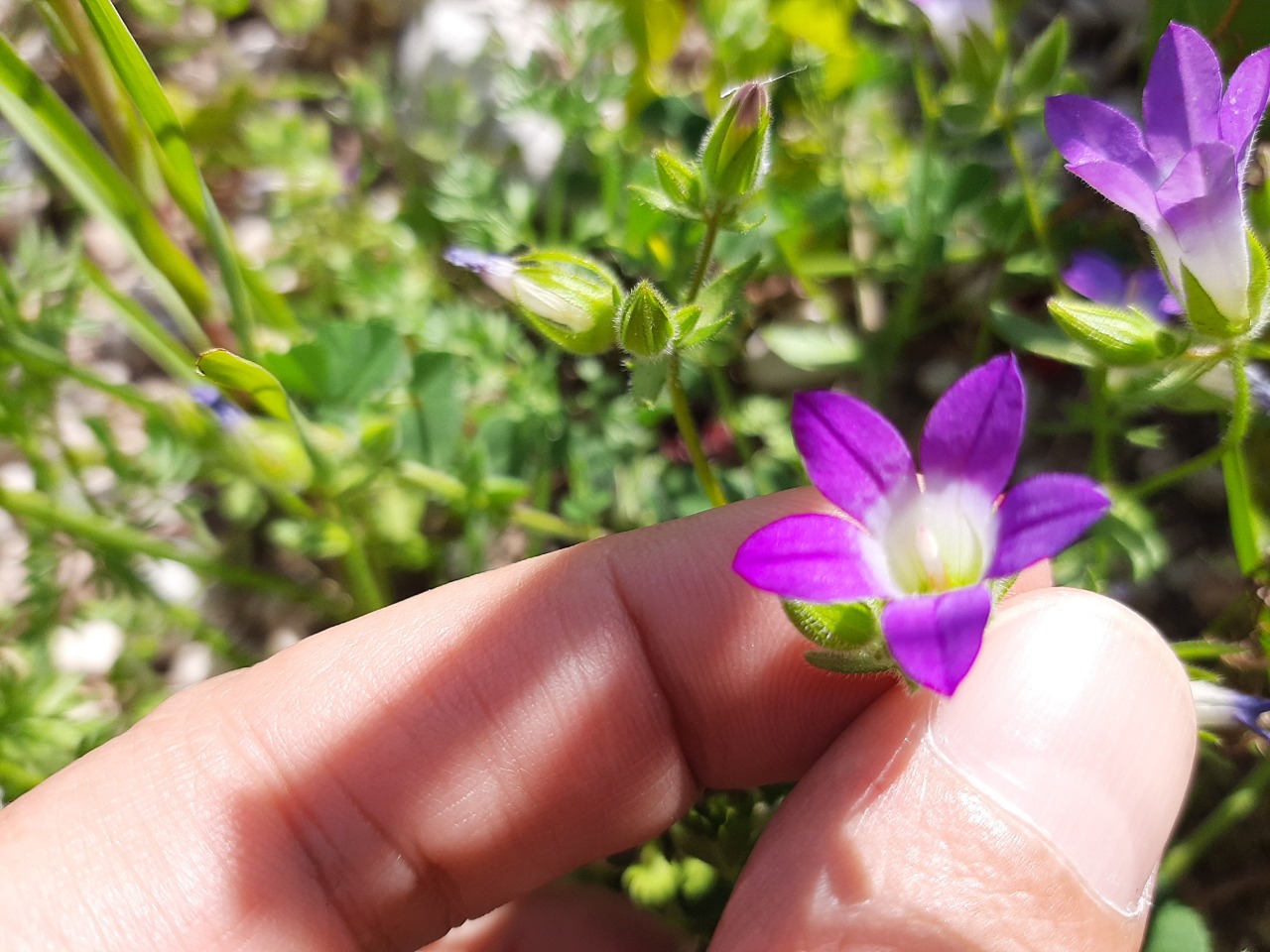 Legousia speculum-veneris