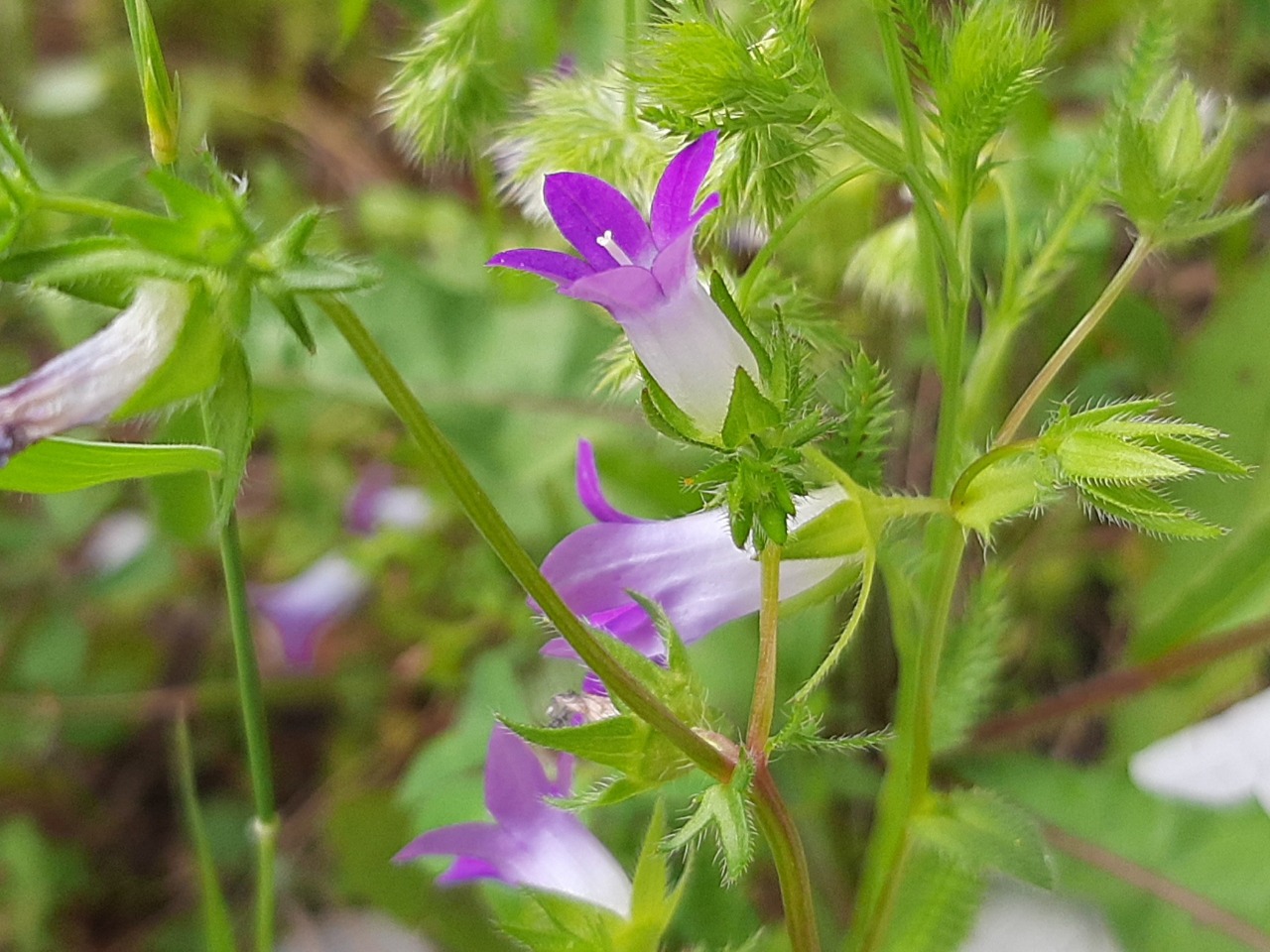 Legousia speculum-veneris