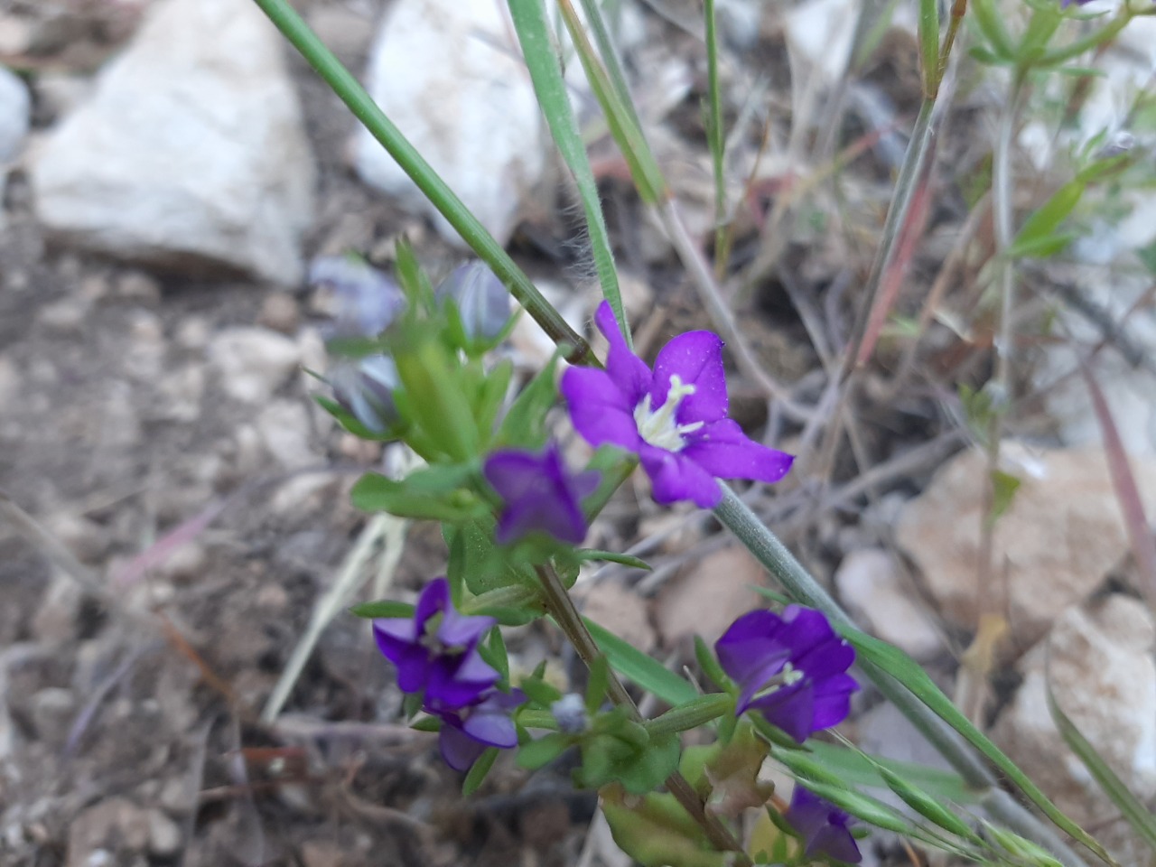 Legousia speculum-veneris