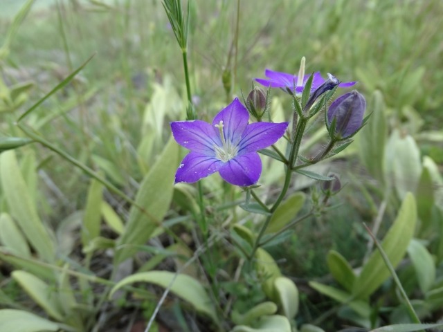 Legousia speculum-veneris