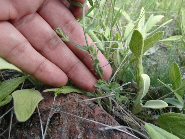 Legousia speculum-veneris