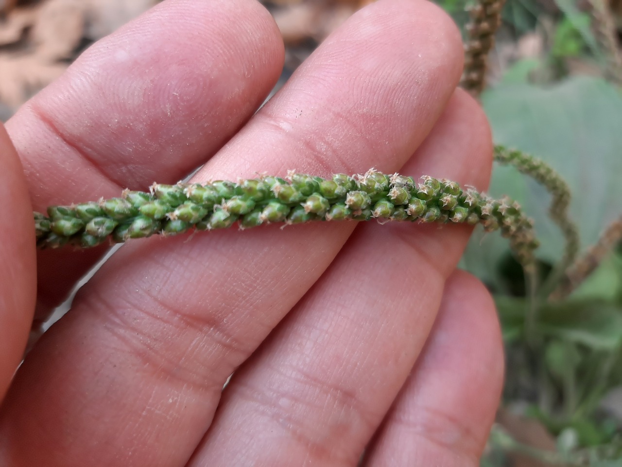 Plantago major subsp. intermedia