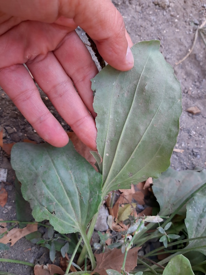 Plantago major subsp. intermedia