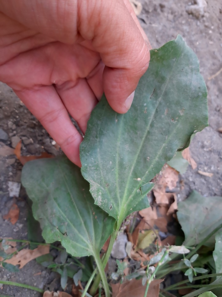 Plantago major subsp. intermedia