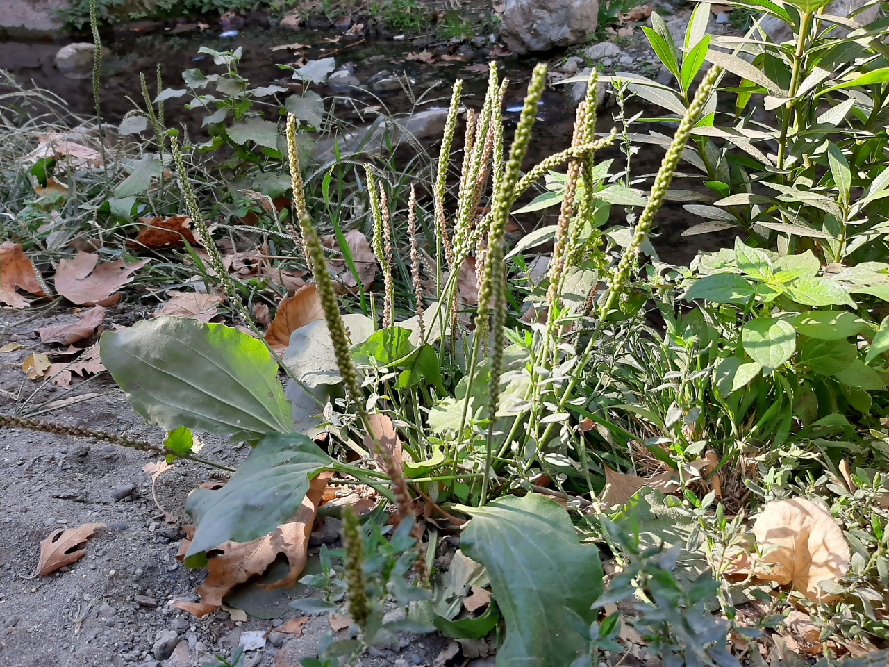 Plantago major subsp. intermedia