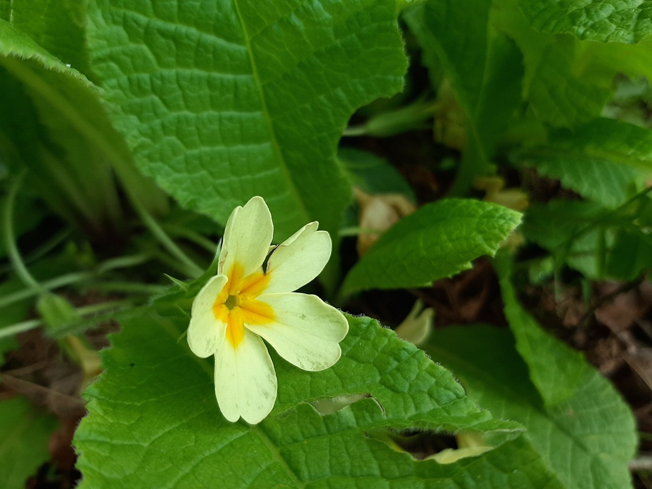 Primula acaulis subsp. acaulis