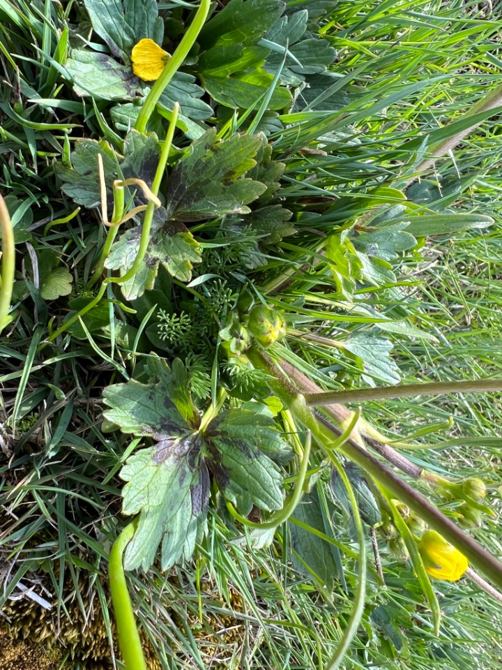 Ranunculus constantinopolitanus