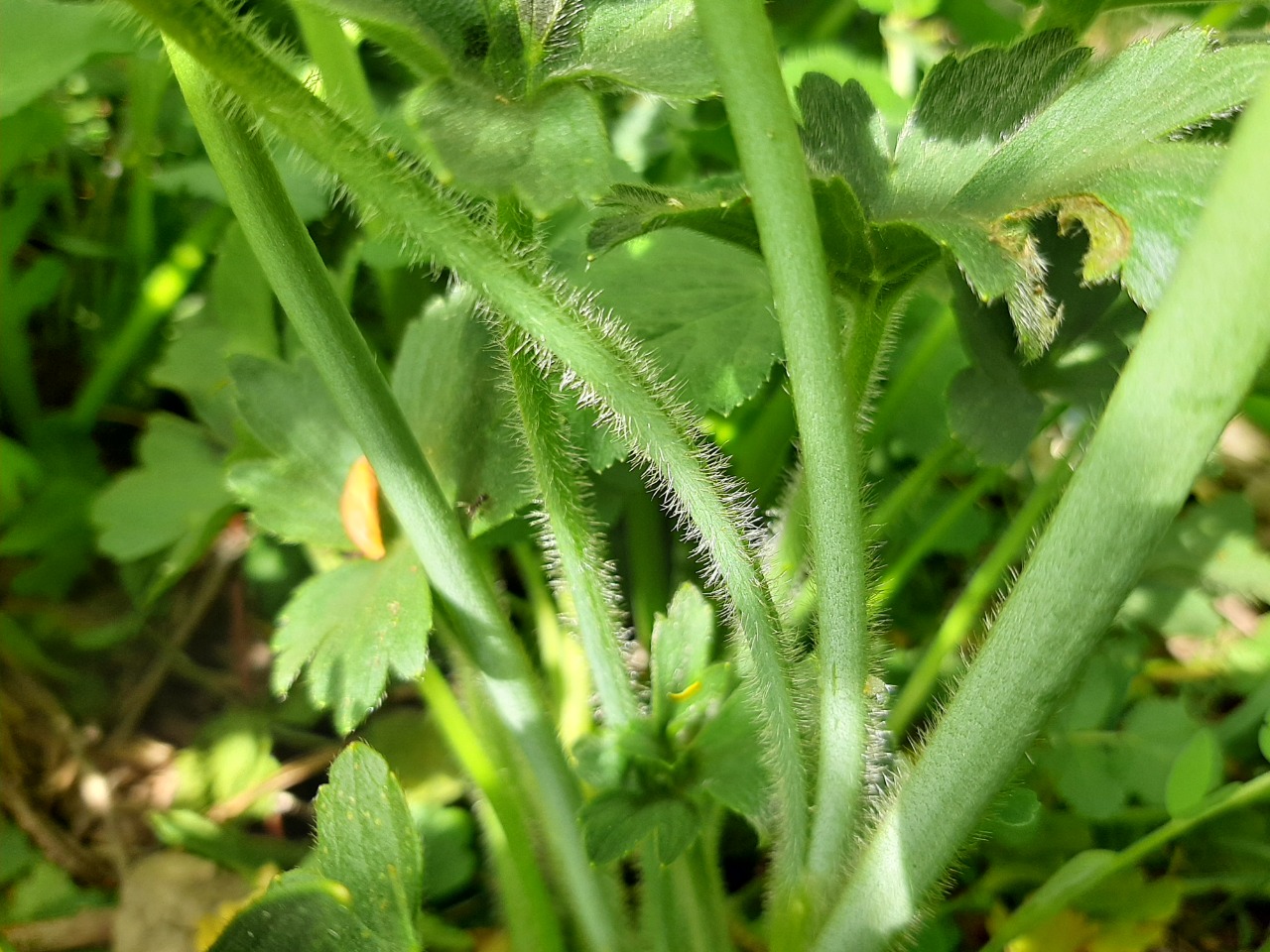 Ranunculus constantinopolitanus