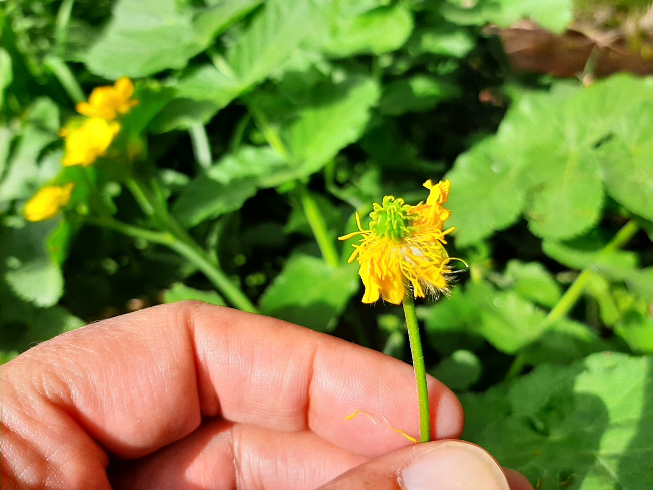 Ranunculus constantinopolitanus