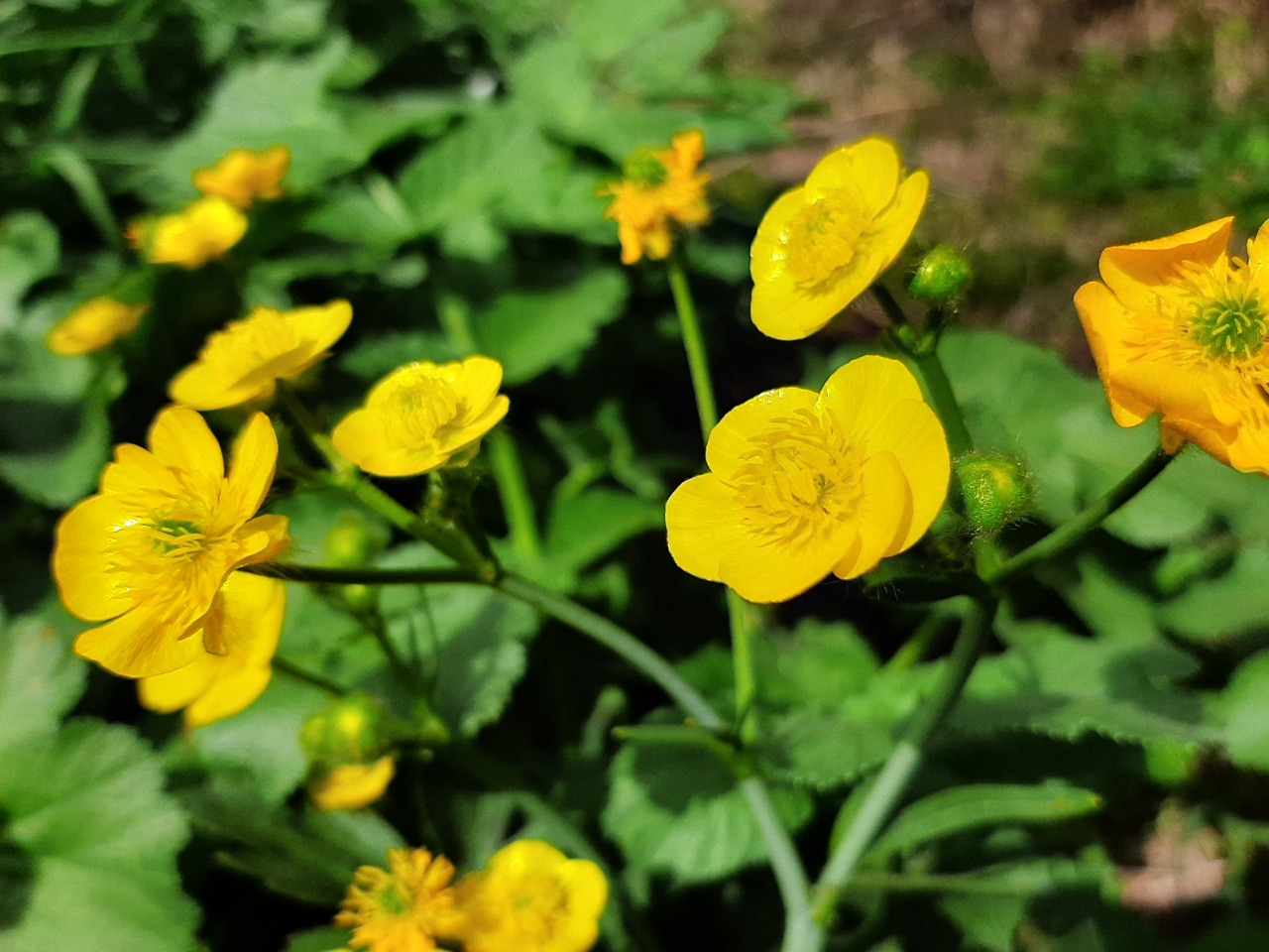 Ranunculus constantinopolitanus