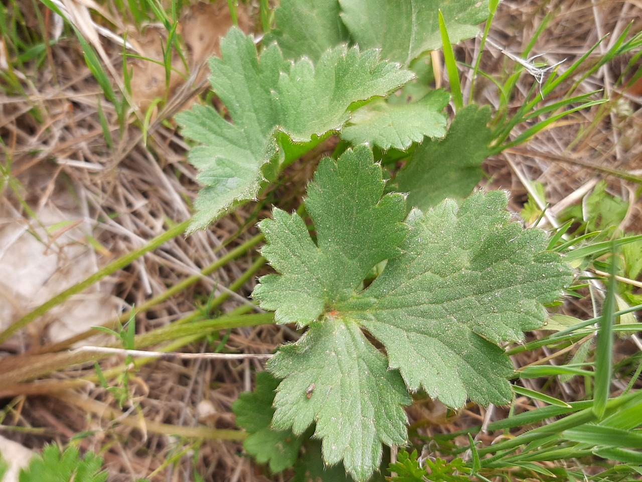 Ranunculus constantinopolitanus