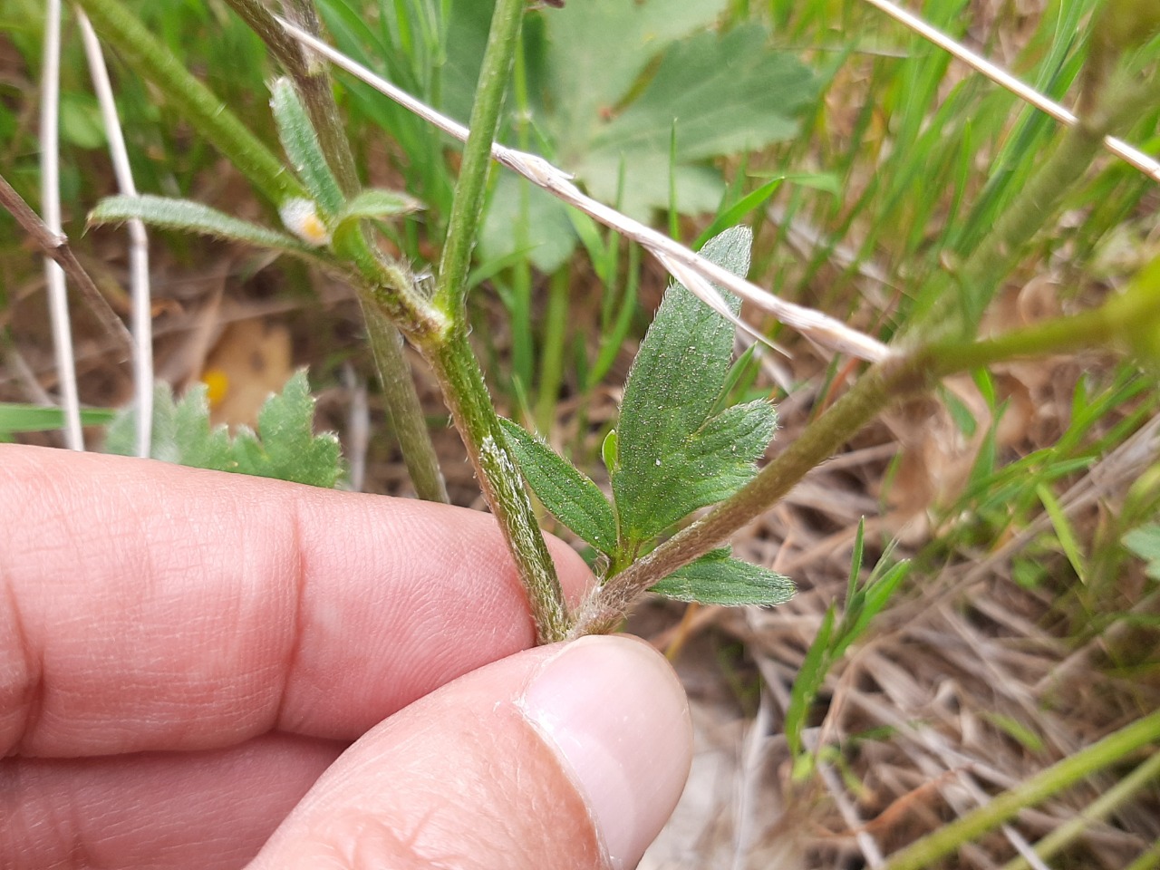 Ranunculus constantinopolitanus