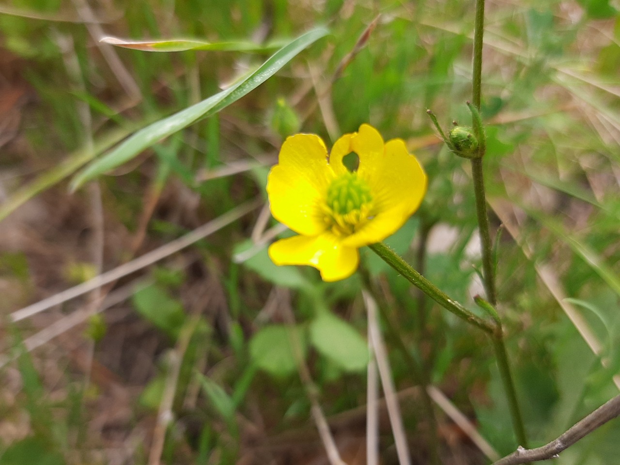 Ranunculus constantinopolitanus