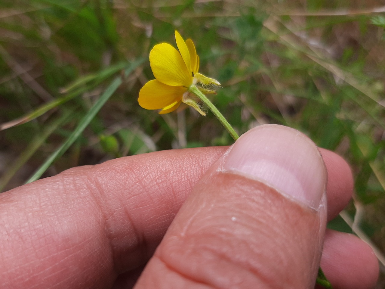 Ranunculus constantinopolitanus