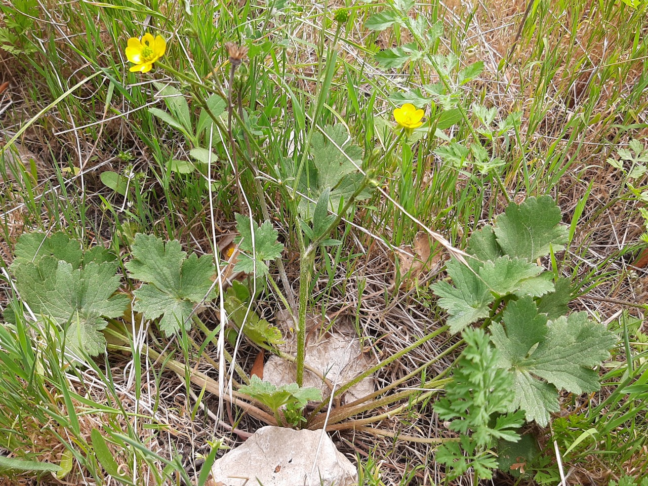 Ranunculus constantinopolitanus