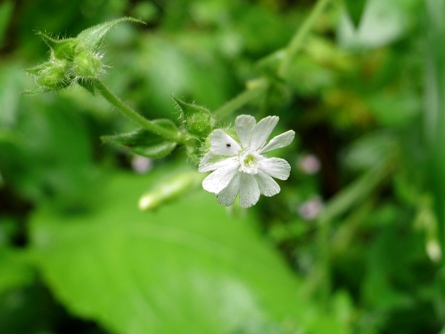 Silene latifolia subsp. alba 
