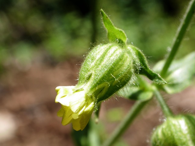 Silene latifolia subsp. alba 