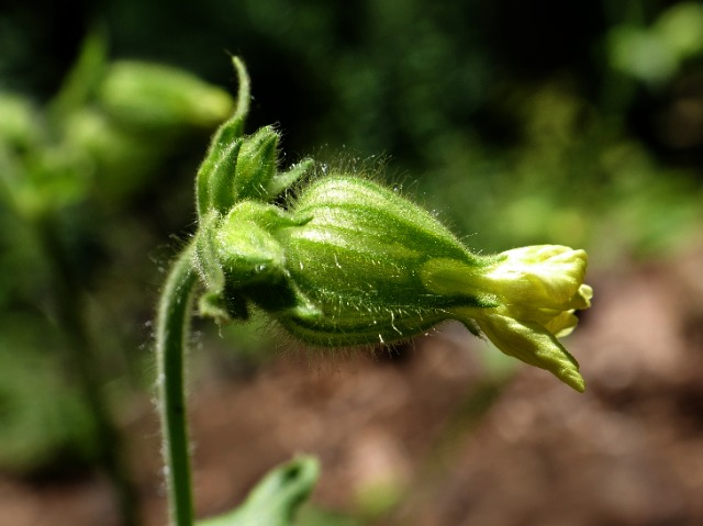 Silene latifolia subsp. alba 
